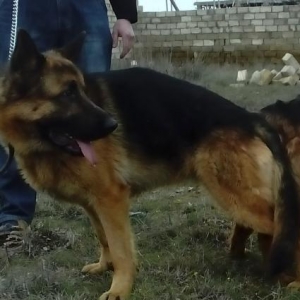 Ukrainadan Galma K9.