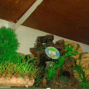 zoomaqaza   akvarium