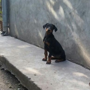 Doberman itler Erkey    diwisi