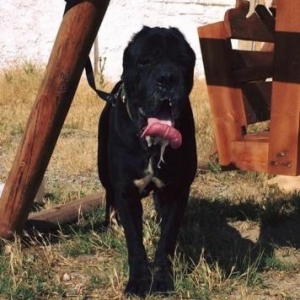 cane corso italya