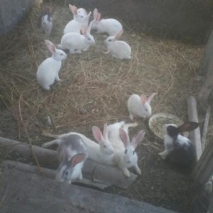 10 dovşan