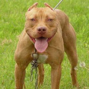 Pitbul satilir