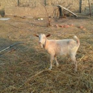 продаю беременную породистую козу