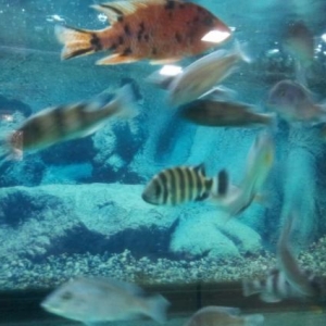 Qarsiq nov akvarium baliqlari cixlidler ve mirniler zoo market
