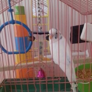 Волнистый попугай,домашний,белый самец