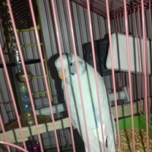Волнистый попугай,домашний,белый самец