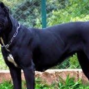 Cane corso