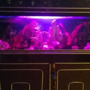 satıram akvarium