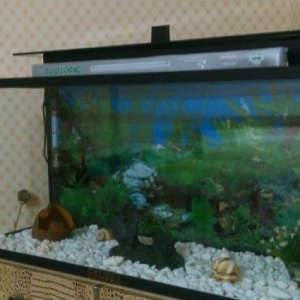 satilir akvarium