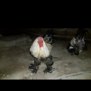 Temiz Brama Xoruzlari Satilir 10 ayliq