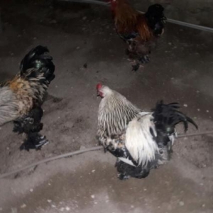 Temiz Brama Xoruzlari Satilir 10 ayliq