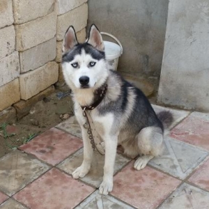 Husky 8 ayliq temiz itdi saglamdir