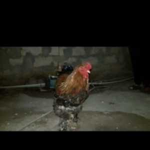 Temiz Brama Xoruzlari Satilir 10 ayliq