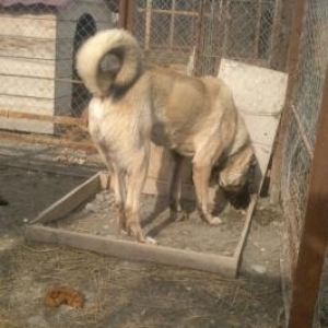 Kangal kopeyı yavruları satılır;