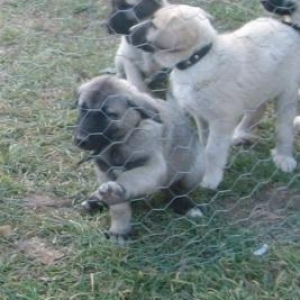 Kangal kopeyı yavruları satılır;