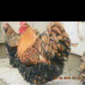 gold laced orpinkton