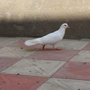 Uzun ag erkekdi cilpaqdi duzgun enli quyruqdu saglam qusdu