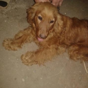 ingilis koker spaniel