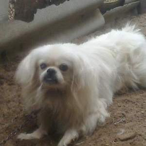 Pekines satilir