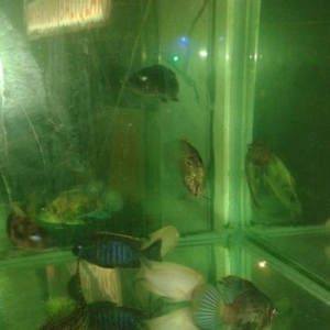 Aquariumlarin yigilmasi