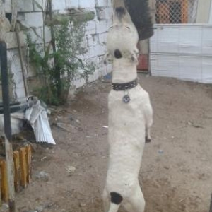 Argentino dog tecili satilir