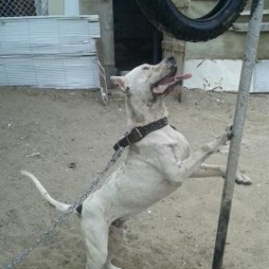 Argentino dog tecili satilir