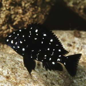 "Trafeus Duboisi" balığı