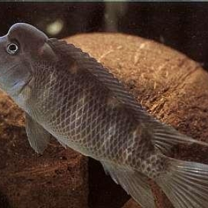 "Steatocranus casuarius" balığı