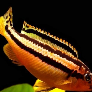 "Auratus Malavi" balığı