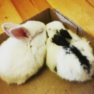 dovşanlar tecili satılır