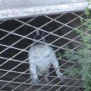 amerkan buldokları temiz itlerdir 9 aylıqdı