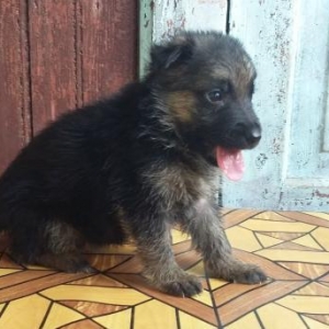 Продаются щенки немецкой овчарки