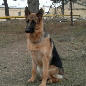 Продаются щенки немецкой овчарки