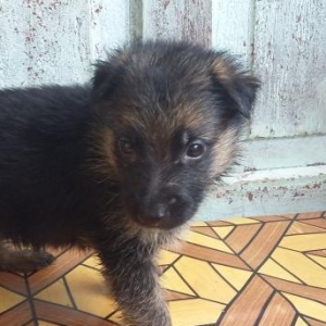 Продаются щенки немецкой овчарки