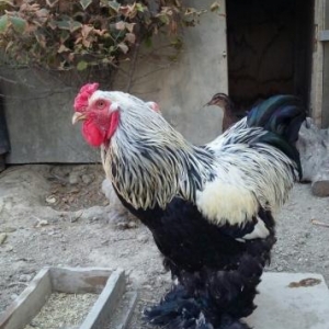 Sağlam heyvanlardı.