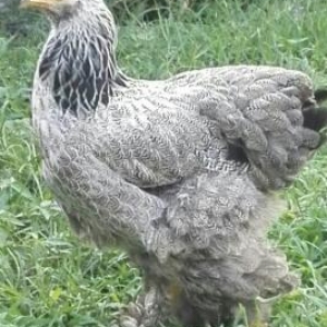 Sağlam heyvanlardı.