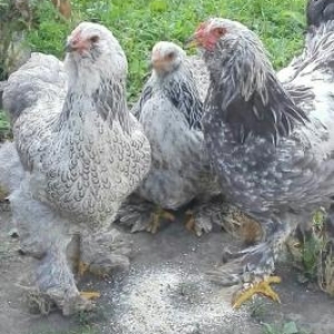 Sağlam heyvanlardı.