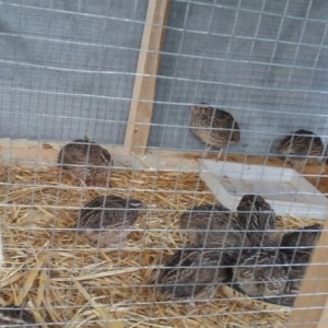 şemkir bildirçinleri