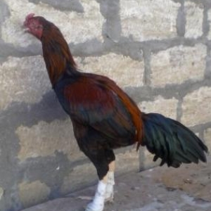 Yaxwi cins bece satilir…8ayliqdir