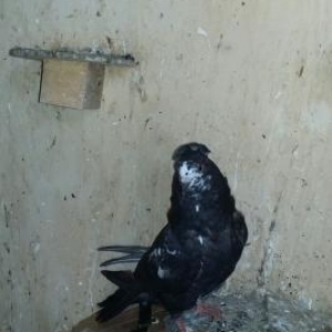 satıram erkək baladı