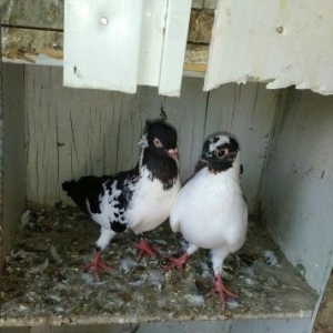 Xezer.R.Buzovna qes.