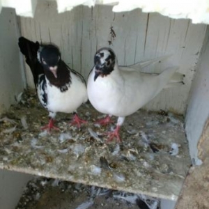 Xezer.R.Buzovna qes.