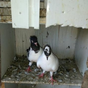 Xezer.R.Buzovna qes.