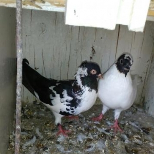 Xezer.R.Buzovna qes.