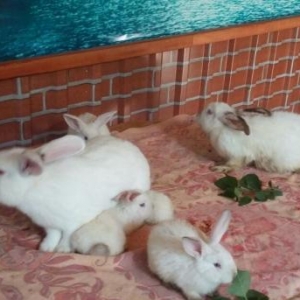 Kaliforniskiy sort dovşanlar satılır