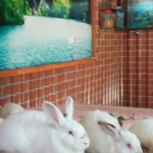 Kaliforniskiy sort dovşanlar satılır