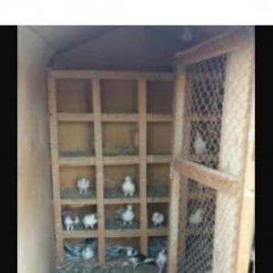 quşxana quşlar ile birlikde satılır.Dam moşnu yığılıb