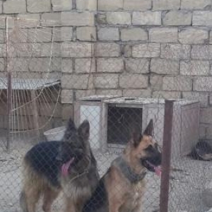 2dene afcarka dişi-erkey birde doberman dişi 8aylıqlazılaşarıq