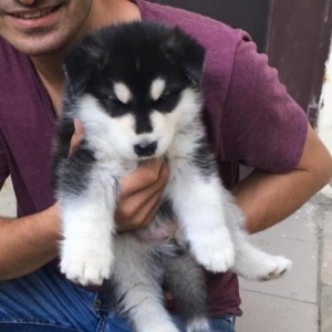 Husky