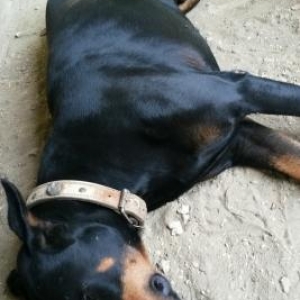 Doberman satiram,  erkekdir .3 yashi var senedleri var peyvendi quduzl